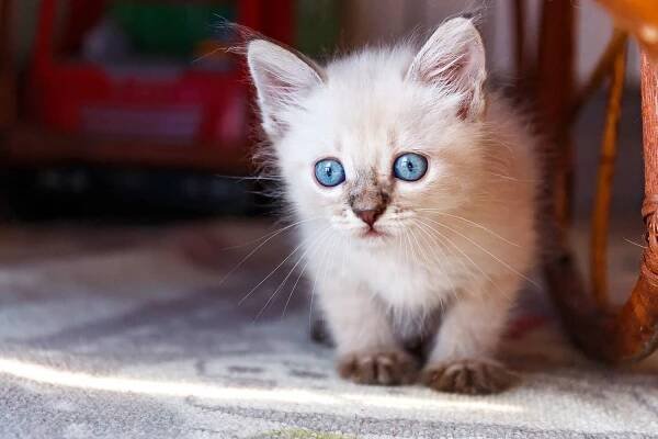 white tonkinese kitten crouching