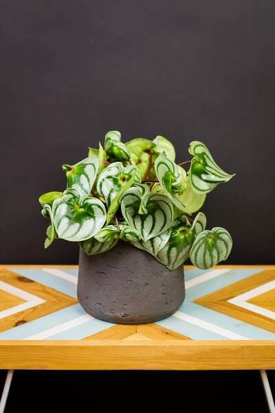 Peperomia argyreia ‘Costa Rica’