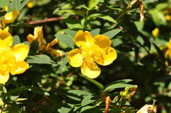 Obrázek - Hypericum calycinum (třezalka kalíškatá) | BioLib.cz