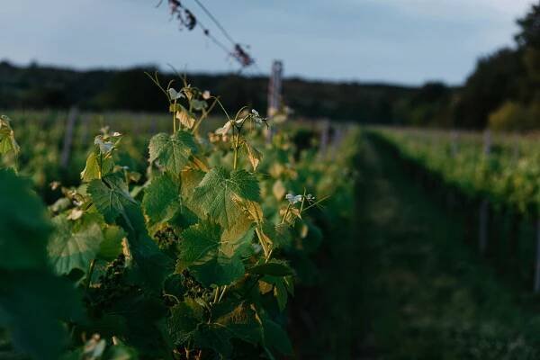 Vinařství Sing Wine z Velkých Bílovic - Galerie