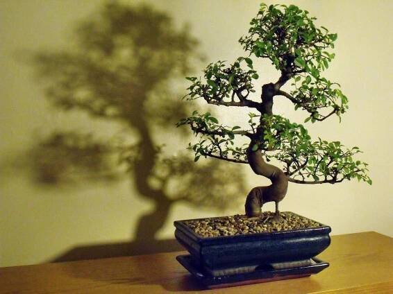 chinese elm bonsai tree
