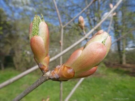 Jírovec Dupontův - rašení (Aesculus x dupontii var hessei)