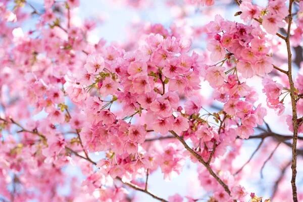 Sakura: symbol jara i pomíjivosti - Radyzezahrady.cz