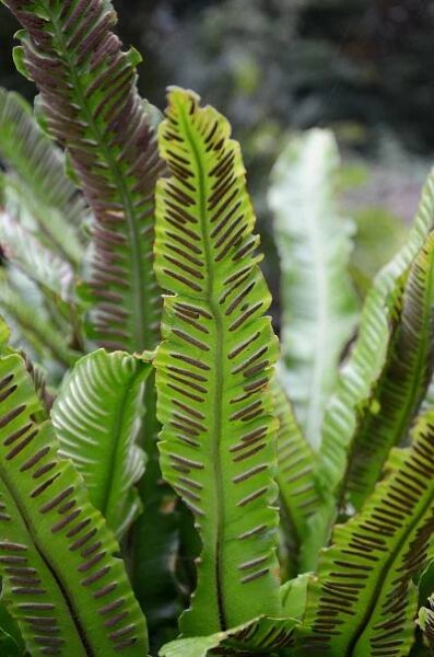 The Fern Beds – Bangsbo Botaniske Have