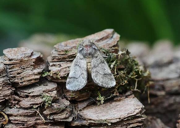 imago - samec