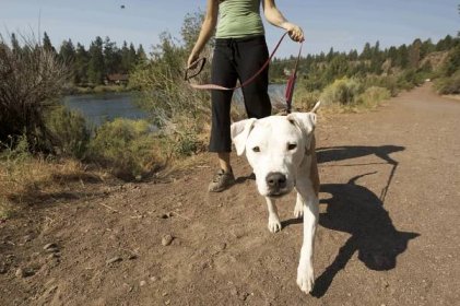 Chůze na vodítku – jak naučit psa na vodítko • Sportovní kynologie -  magazín o psech