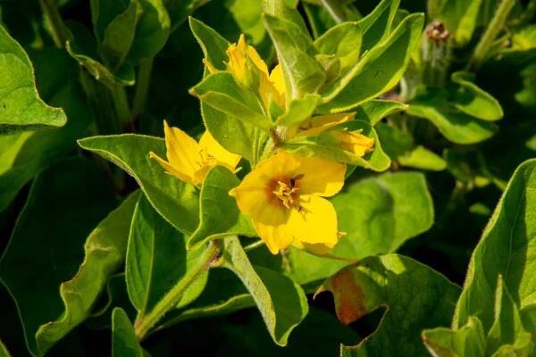 Vrbina tečkovaná 'Senior' - Lysimachia punctata 'Senior'