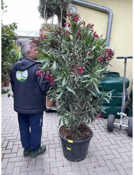 Nerium Oleander - Oleandr 180 cm - palmycasy.cz
