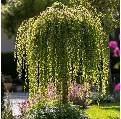 Vrba jíva 'Kilmarnock' (Salix caprea 'Kilmarnock') – kmínek