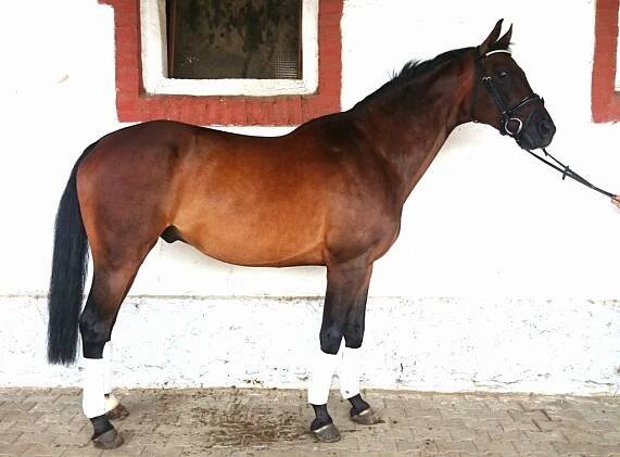 WinnerHorses foto 3