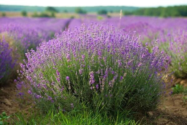  lavender field 