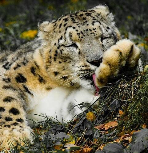 Zvířata, Kočka, Leopard, Snow Leopard