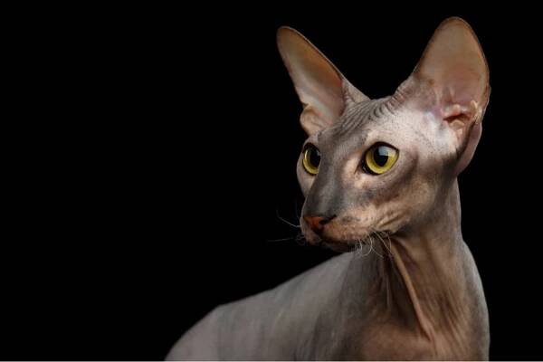 Peterbald cat