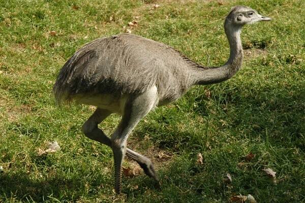 Nandu pampový | Zoo Olomouc - Svatý Kopeček