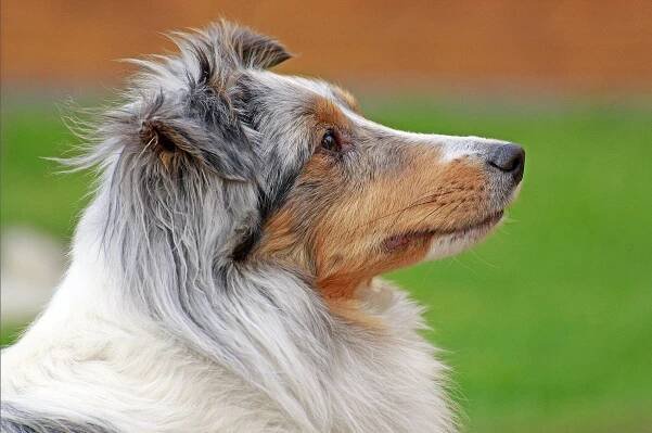 Fotoalbum - sheltie-klub-deutschlands Webseite!