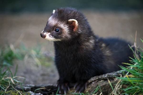 Europäischer Iltis (mustela putorius)) — Stockbild
