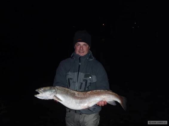 hlavatka orava 2010