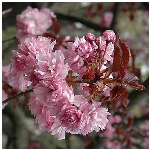 Prunus serrulata 'Royal Burgundy', sakura ozdobná, výška kmínku 120 cm, kontejner - Zahrada Výstaviště