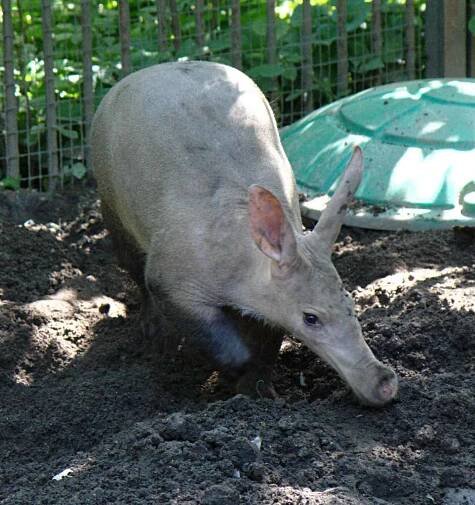 Aardvark Pictures - AZ Animals