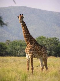 Soubor:Giraffe standing.jpg – Wikipedie