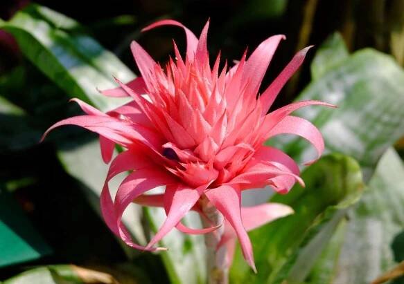 Aechmea