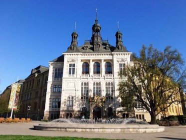 Odborníci: Cenný mohutný dub letní u muzea v Plzni zatím není nutné kácet
