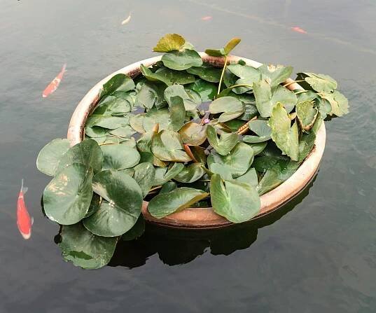 floating container garden with wetland plants and fish