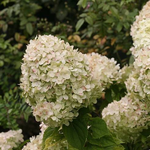 Close up of Little Lime panicle hydrangea bloom 