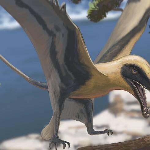 Dinosaurier: Besucher finden Zähne eines in Deutschland bislang unbekannten Flugsauriers