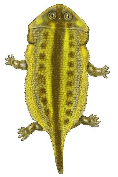 Gerrothorax pulcherrimus