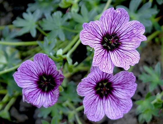 Soubor:Geranium Ballerina.jpg