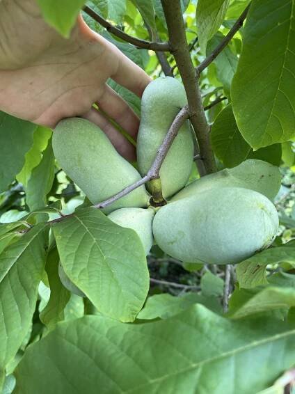 Muďoul trojlaločný - Asimina triloba - Pawpaw, prémiové semenáče odrůdy Prima