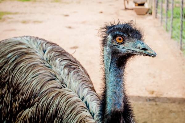 Safari Ostrich Show Farm Oudtshoorn  -12