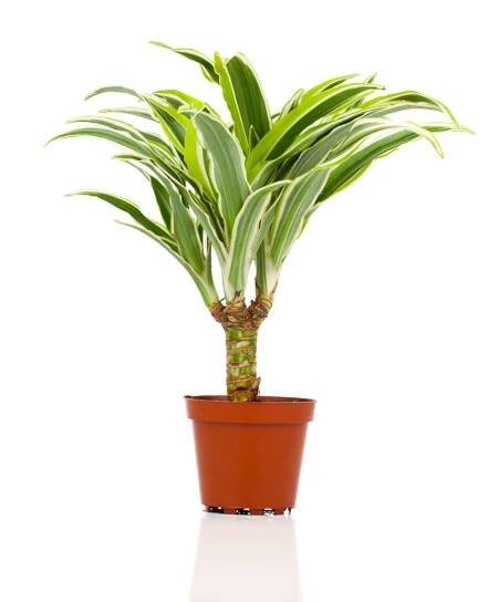 Dracaena Fragrans