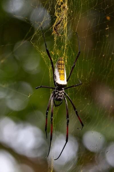 Nephila