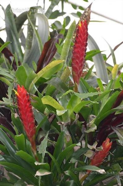 Vystava orchidei KE_62