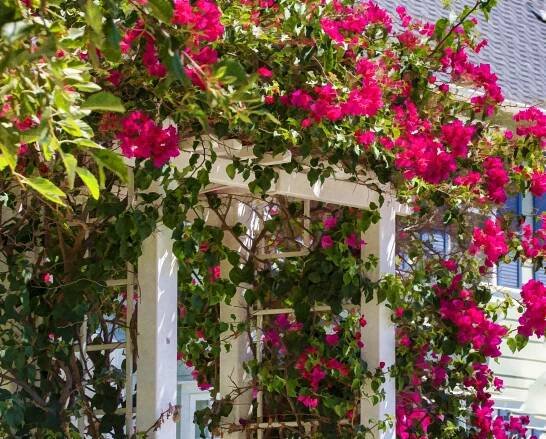 Bougainvillea trellis