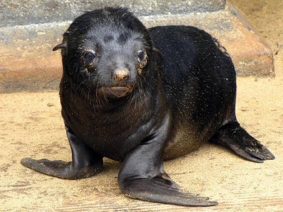 Obrázek - Arctocephalus pusillus pusillus (lachtan jihoafrický) | BioLib.cz
