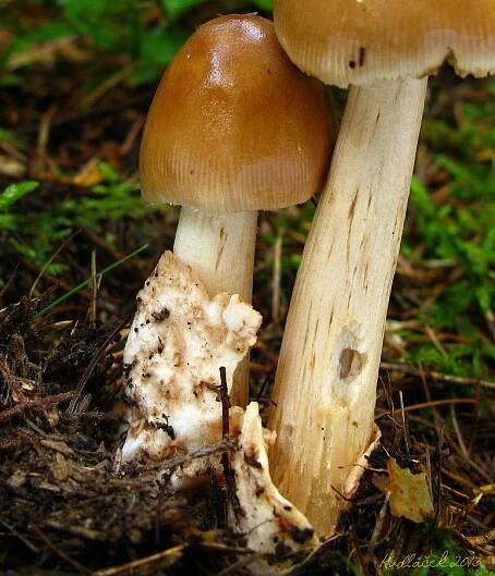 Muchomůrka ryšavá - Amanita fulva - Kudluv fotoatlas hubKudluv fotoatlas hub