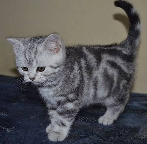 Britská kočka , whiskas kotata - Celá ČR, Prodám | ChovZvířat.cz