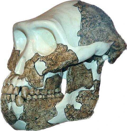 Australopithecus anamensis - Wikipedia