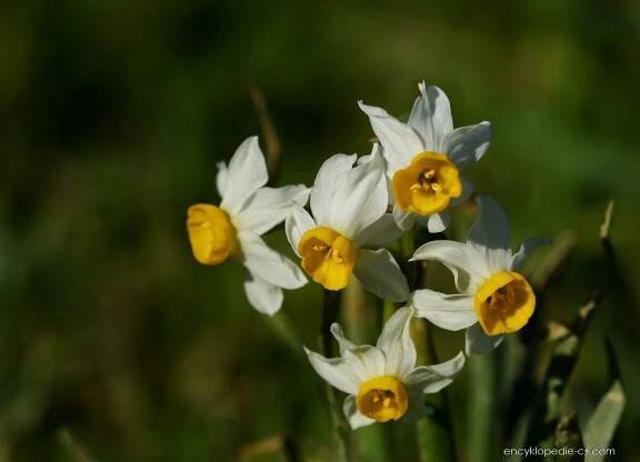 Narcis taceta - Narcissus tazetta