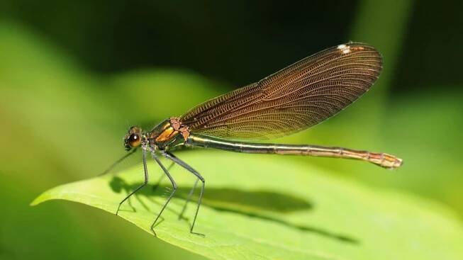 insectos