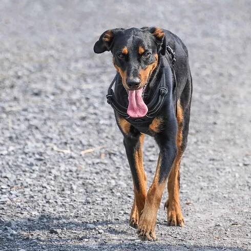 Beauceron - atlas psů, kompletní informace o plemeni