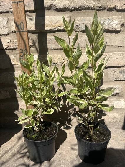 Cornus alba ‘Elegantissima’