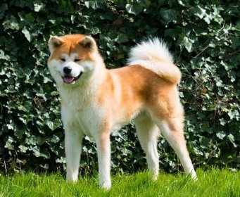 Akita nejlepší plemena psů určená pro strážní psy
