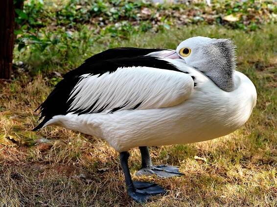 Download free HD stock image of Pelican Waterfowl