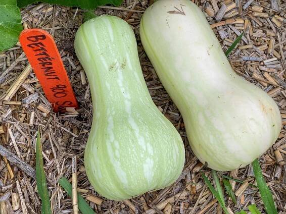 butternut squash