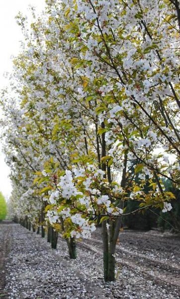 Prunus serrulata 'Taihaku'