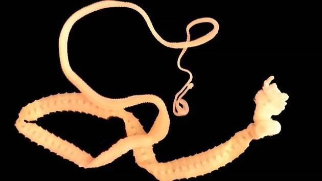 Tasemnice Diphyllobothrium latum